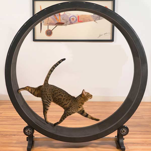 exercise wheel for dogs